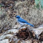 A bright blue Mexican Jay perches on a log along Pinnacles Trail.