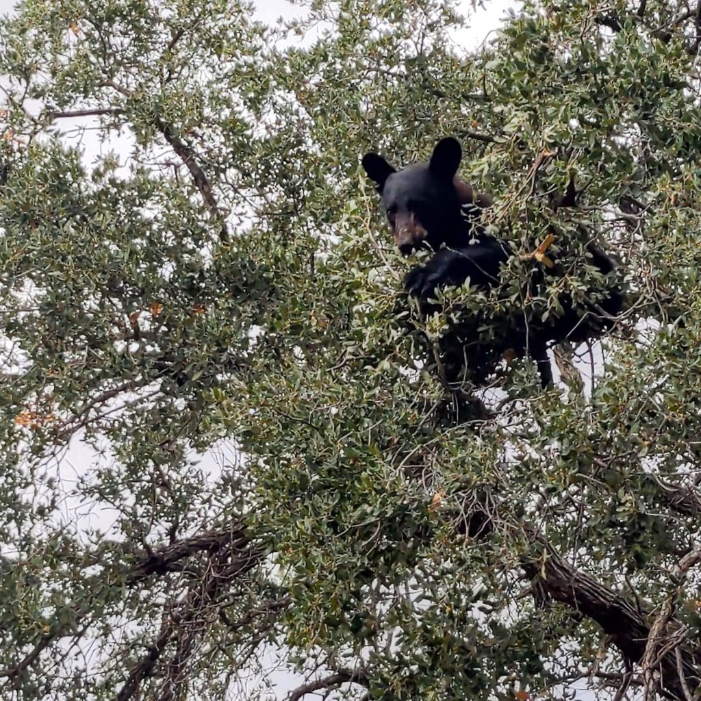 A Mexican Black Bear perches in a tree in Big Bend National Park.