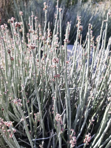 Candelilla NPS
