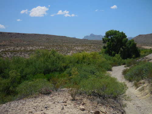 Glenn Spring is one of the few reliable water sources in Big Bend, and the area once played home to a wax factory. Source: https://npgallery.nps.gov/AssetDetail/66a861fb-5af0-42e6-9176-e08a8fc9de37