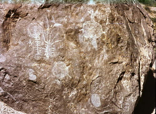 A brown rock wall is covered in white petroglyphs, including circular images and lines. Found in Mariscal Canyon at Big Bend National Park.