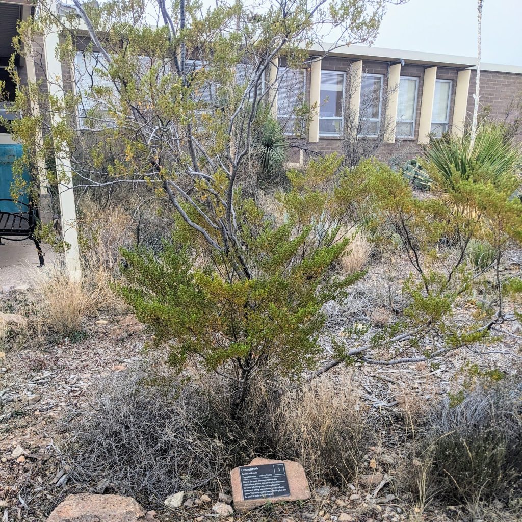 Creosote bush found along the nature trail.