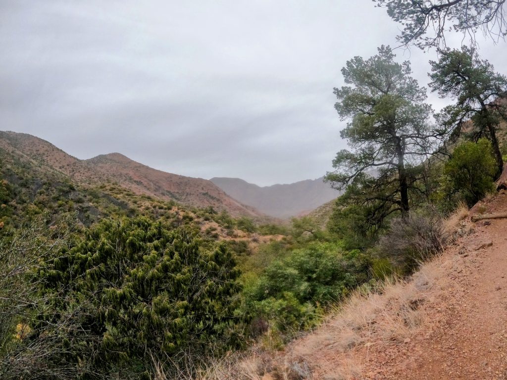 Higher rainfall supports an unusual mix of plants and trees at higher elevations in the Chisos Mountains.