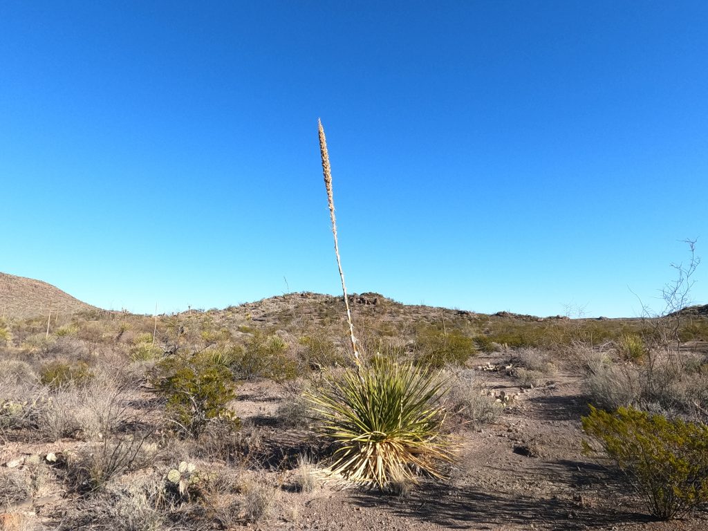 A lone Sotol stalk rises high above the surrounding desert grassland.