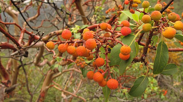 Close up photo of a fruiting Texas Madrone. 