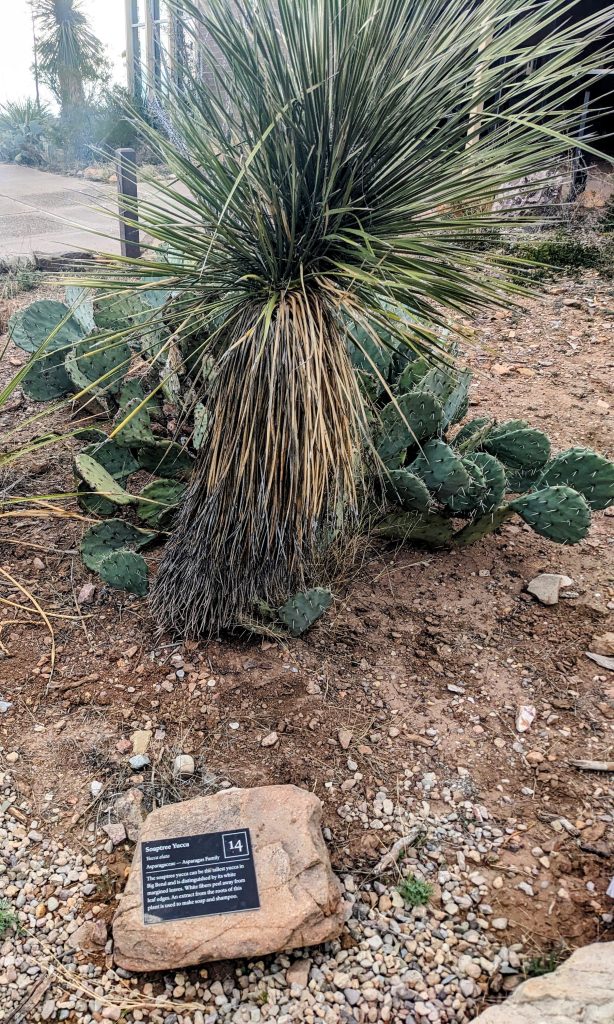 A Soaptree Yucca found along the park's nature trail.