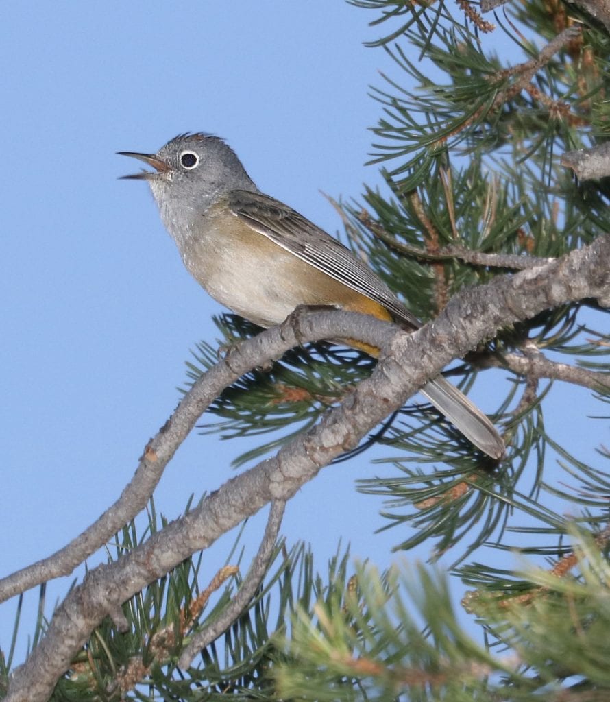 Colima Warbler