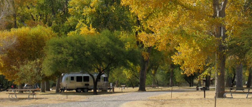 cottonwood