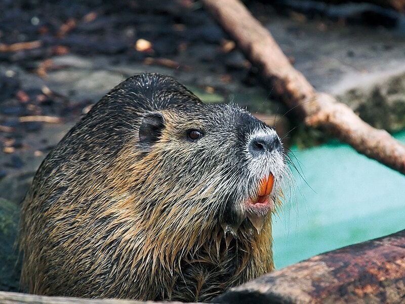 Myocastor Coypus Nutria Biberratte