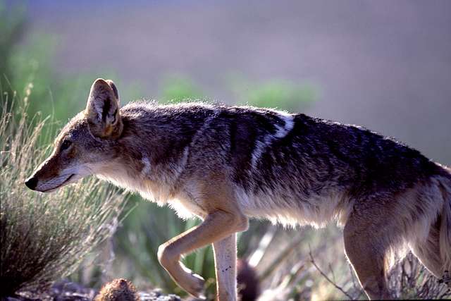 backlit coyote 631838