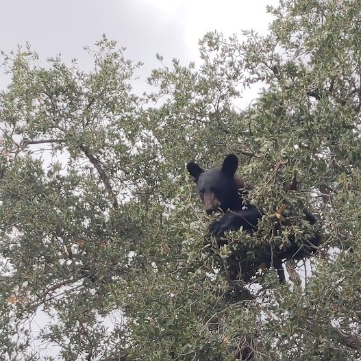 big bend black bear e1714760461984