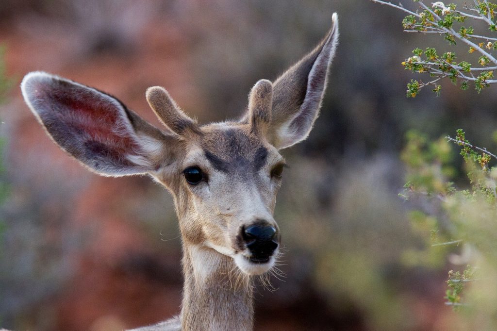 mule deer
