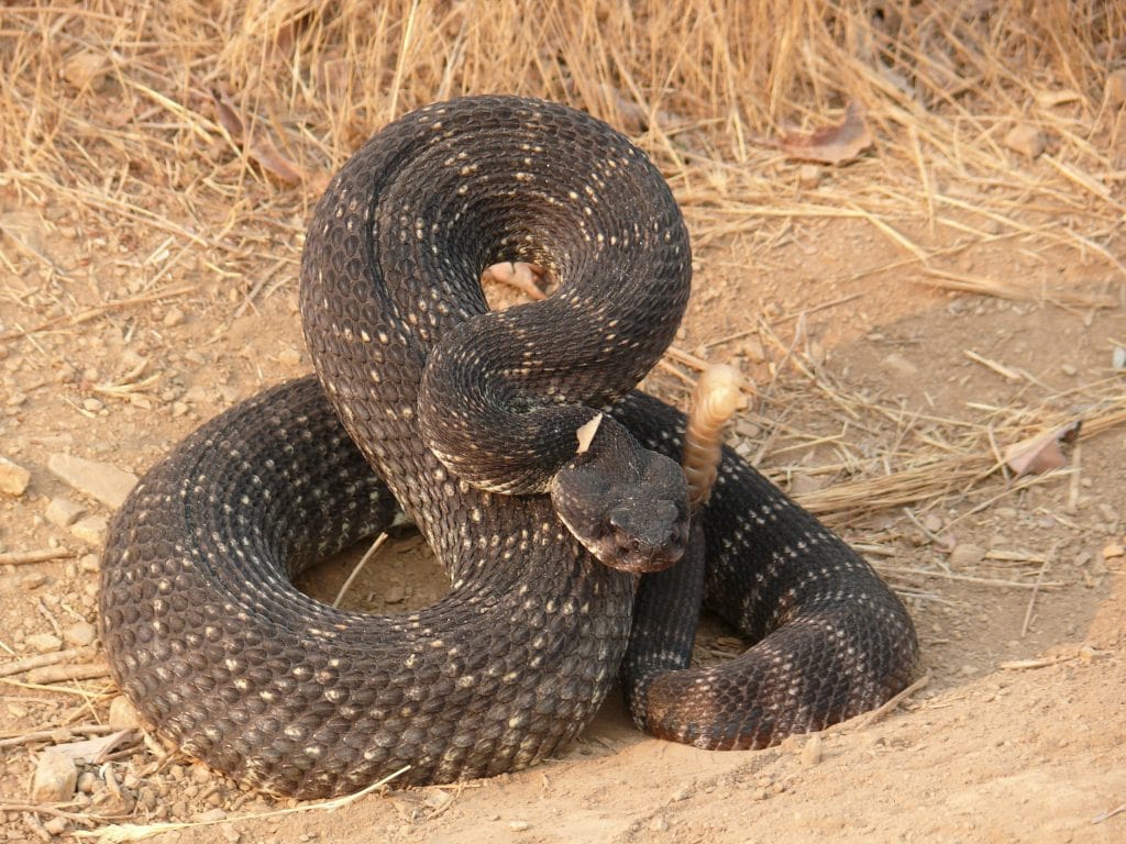 stockvault rattlesnake208613
