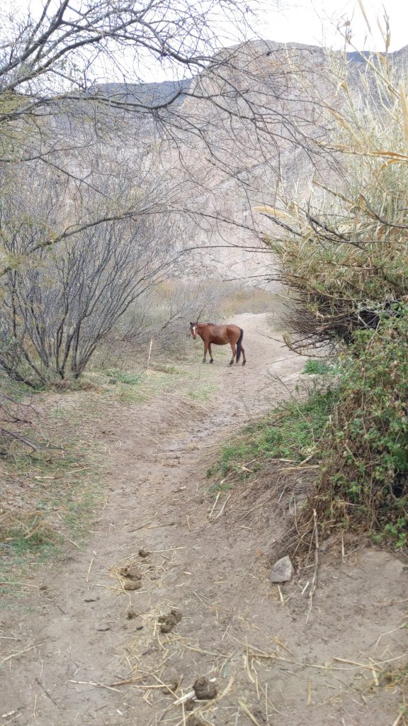 betterhorse