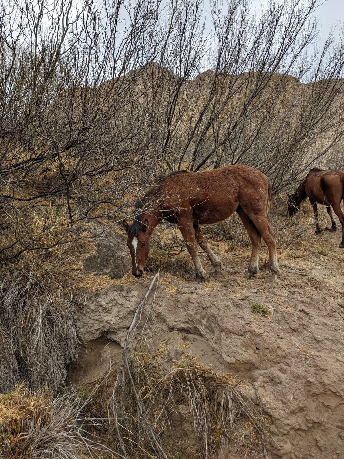 horse 1 scaled