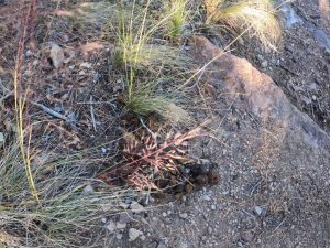 bearscat