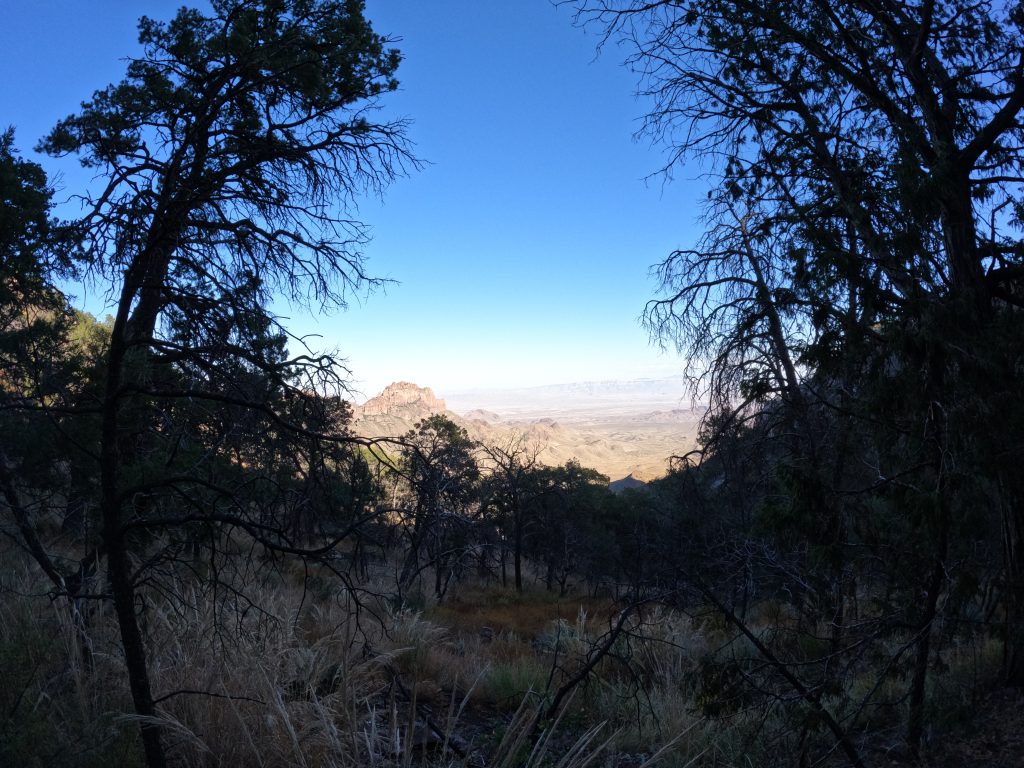 juniper