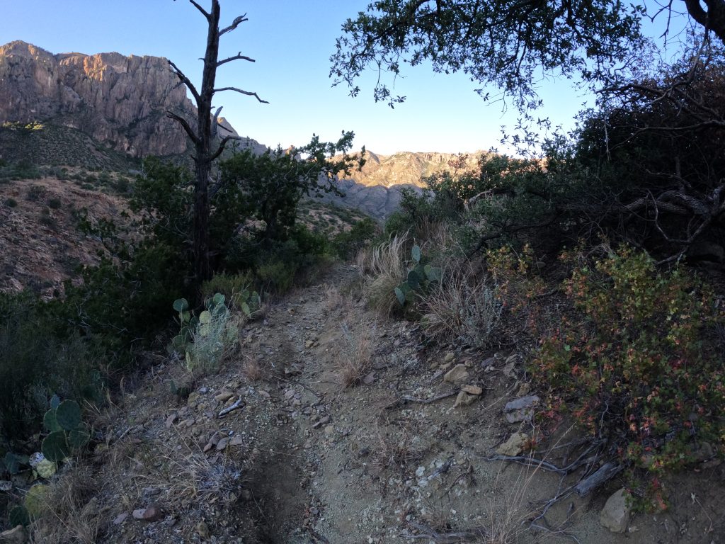 juniper16