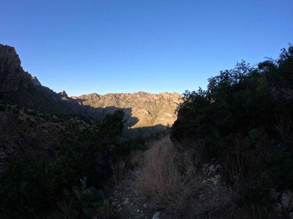 juniper17