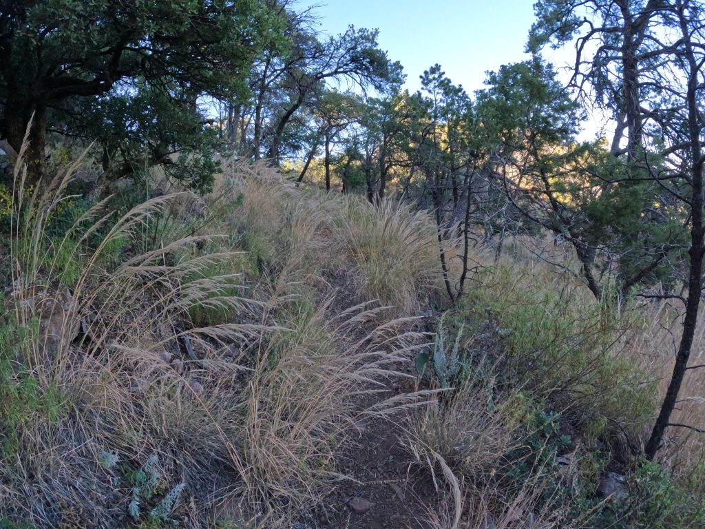 juniper2 1