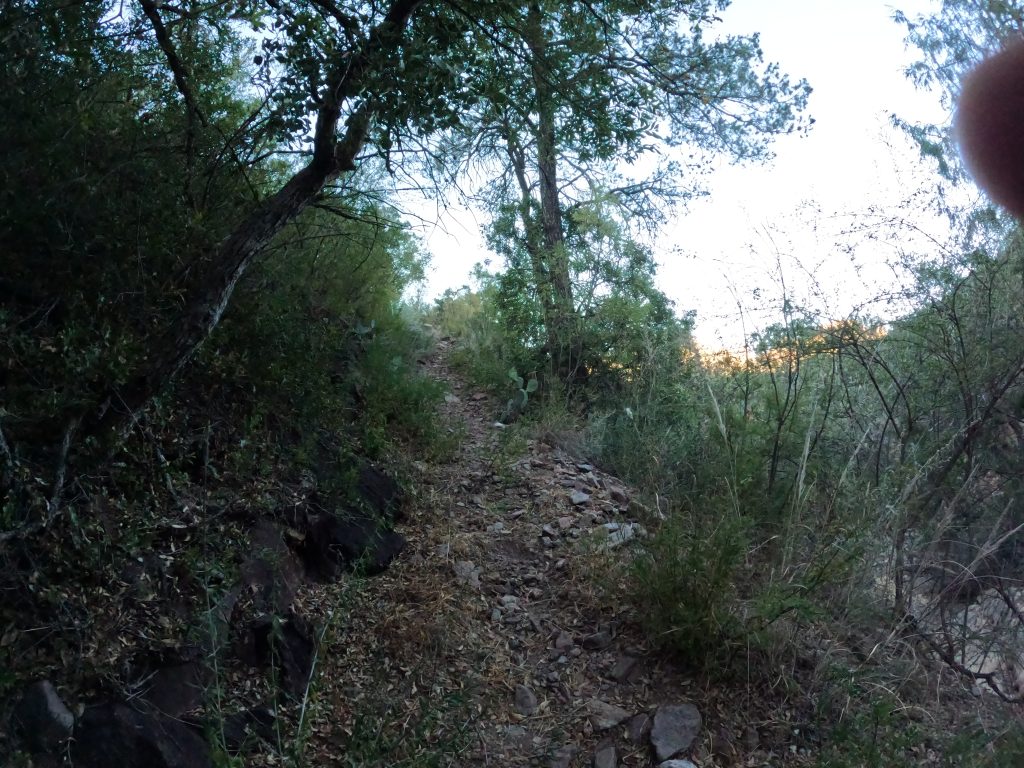 juniper21
