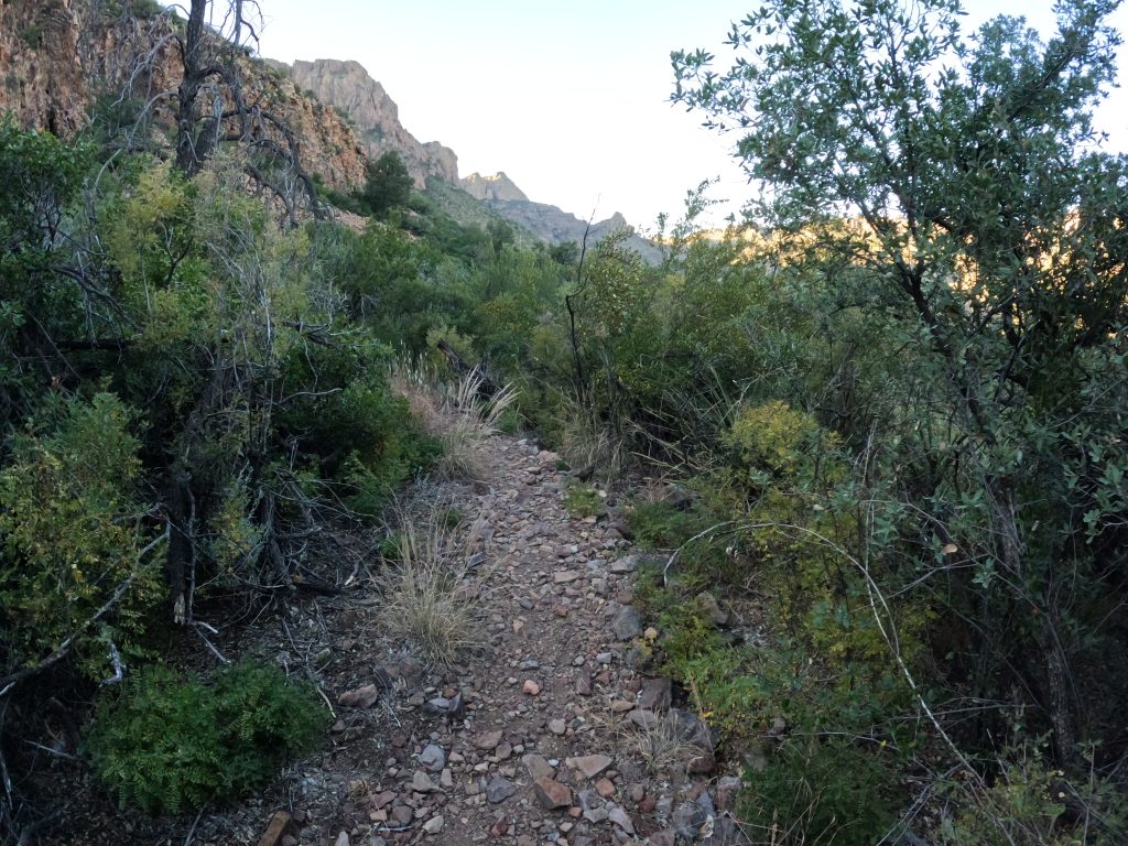 juniper22