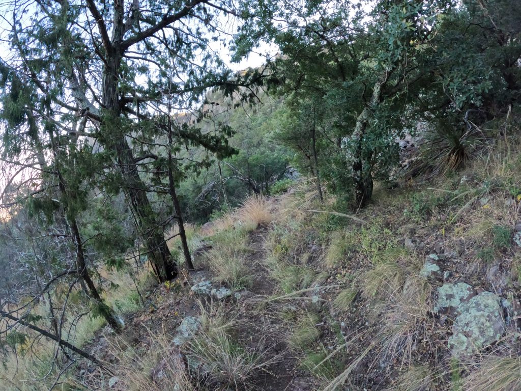 juniper3