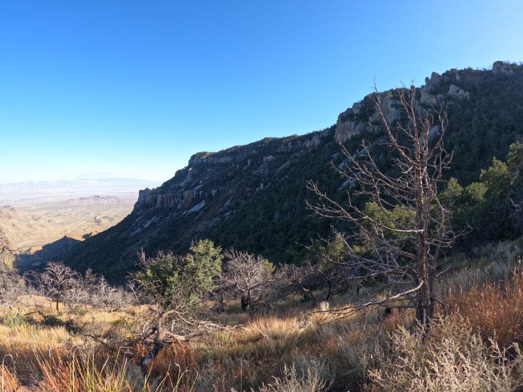 juniper5