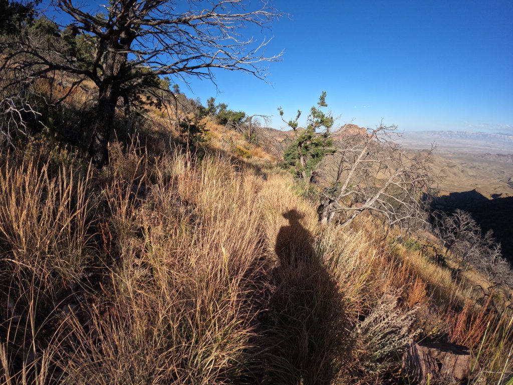 juniper6
