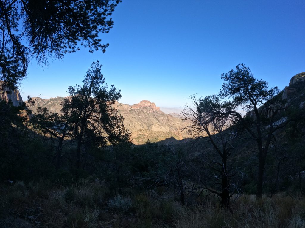 juniper7