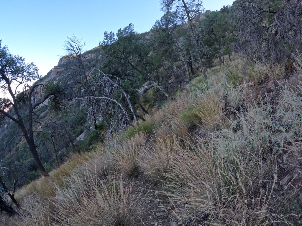 juniper8