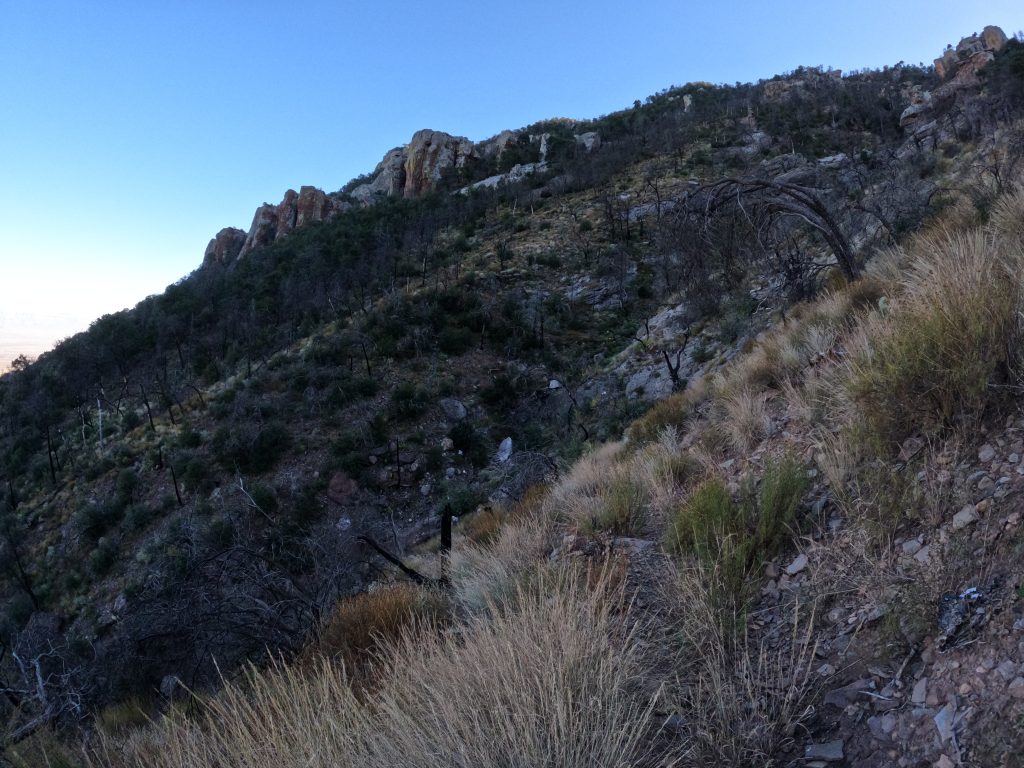 juniper9